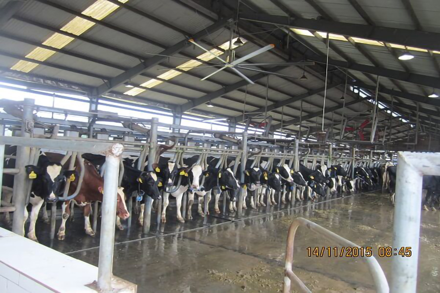 Trang trại bò sữa Tây Ninh